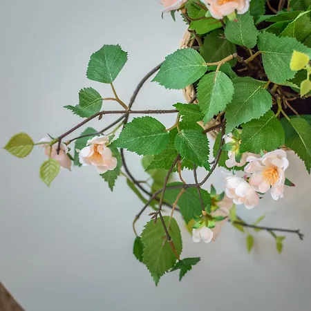 Ninfea Dream شقة *